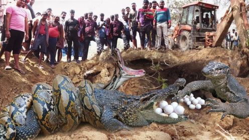 可怕的场景！！！蟒蛇和鳄鱼互相残杀争夺蜥蜴蛋，野生动物攻击！