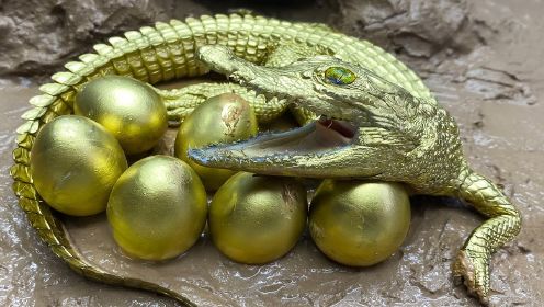 定格动画：黄金鳄鱼与黄金蛋