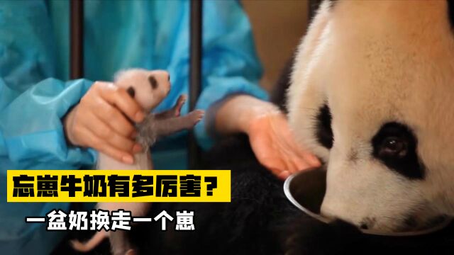 “忘崽”牌牛奶的威力有多大?干了这盆奶,忘了自己崽!