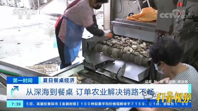 从深海到餐桌,订单农业解决生蚝销路不畅