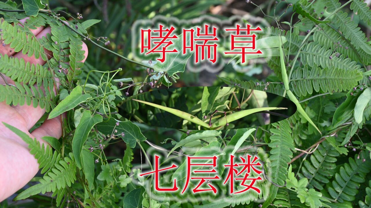 中草药植物"七层楼,方言"落地金瓜,稀缺又珍贵难找到