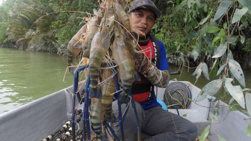 东南亚湄公河钓虾，同时下六个虾杆抓罗氏沼虾，最大个头达到一米