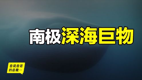 水下2300米发现未知鱿鱼，一步步破解悬案，我们发现了南极深海巨物的秘密……|自说自话的总裁