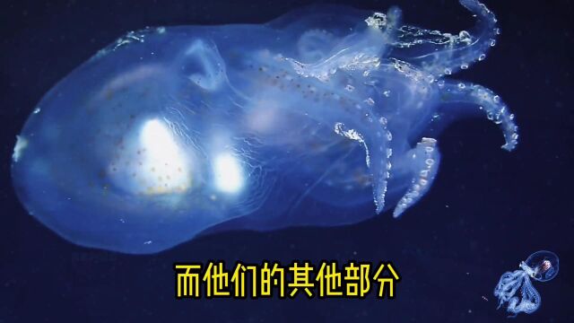 来自深海的9种海底神秘生物,你见过几个?3