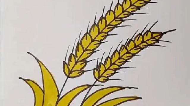 小麦简笔画图画大全图片