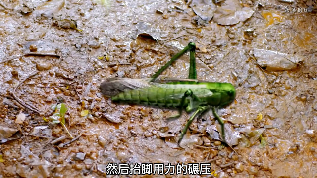 民间故事之蚂蚱怪