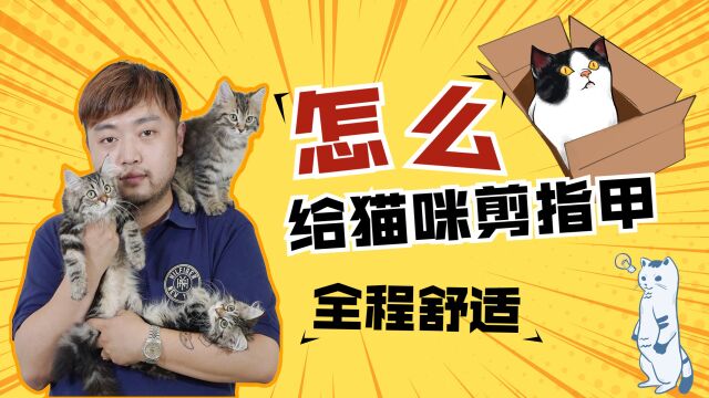 平时怎么给猫剪指甲,全程舒适