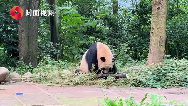 走进雅安碧峰峡熊猫基地 和大熊猫“贝贝”交个朋友吧