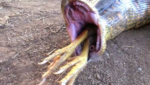 世界上最大的蛇森蚺，吞一只小鸡到底有多快