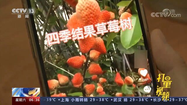 四季结果草莓树、鸡蛋树?违反常识的农产品带货直播引发关注