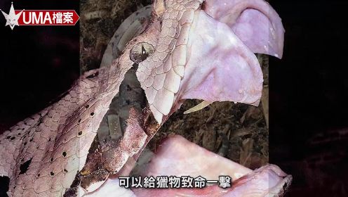 【UMA檔案】野槌蛇-懸賞兩億的夢幻生物!