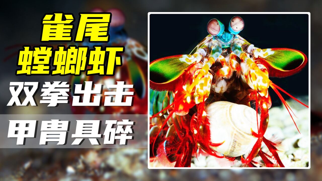 一击敲碎鱼缸,一拳干爬螃蟹,拳速30m/s,雀尾螳螂虾到底有多猛
