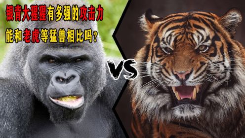 银背大猩猩有多强的攻击力，能和老虎等猛兽相比吗？看看就知道了