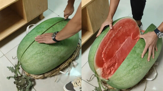 男子买回108斤超大西瓜,切开瞬间欣喜若狂:皮薄红瓤还无籽!