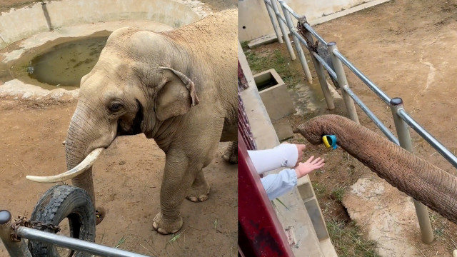 "万物皆有灵性",大象用鼻子为游客捡鞋,小孩:大象好好呀