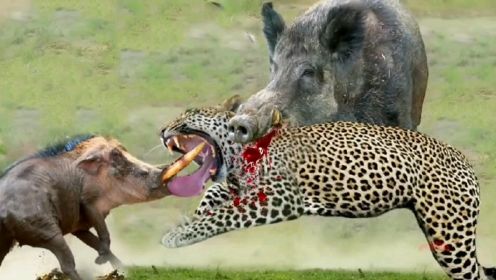 疣猪家族合力起来  反抗花豹的捕猎