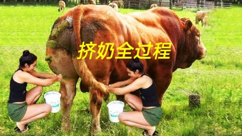 美女给奶牛挤奶，奶牛站在那里一动不动，非常配合