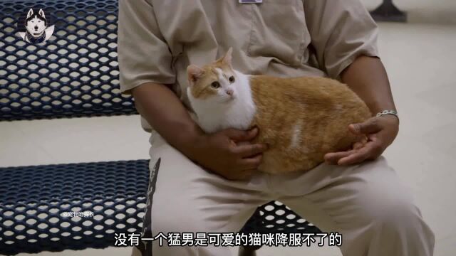 特殊的养猫计划,没有一个猛男是猫咪驯服不了的,这是双向的救赎