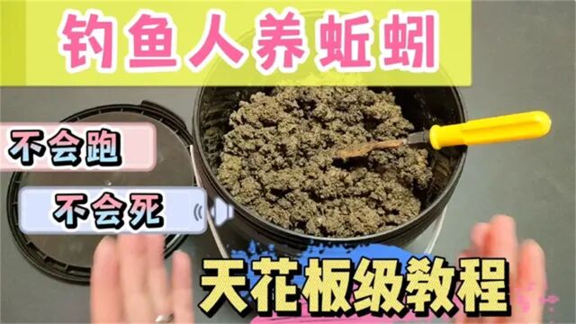 钓鱼人养蚯蚓不是跑就是死?赶紧试试这个方法,亲测越养越多