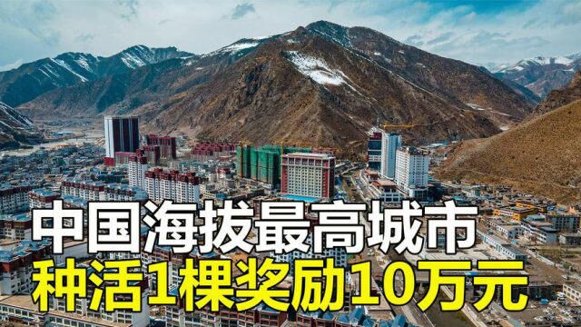 中国海拔最高城市那曲,为何市区看不到1棵树?种活1棵奖励10万?