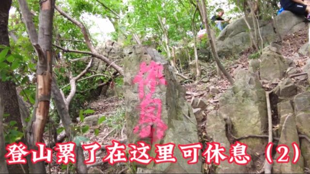  南京城的“绿肺”紫金山,跟着虹姐去爬山(2)大北坡最艰难的一段 