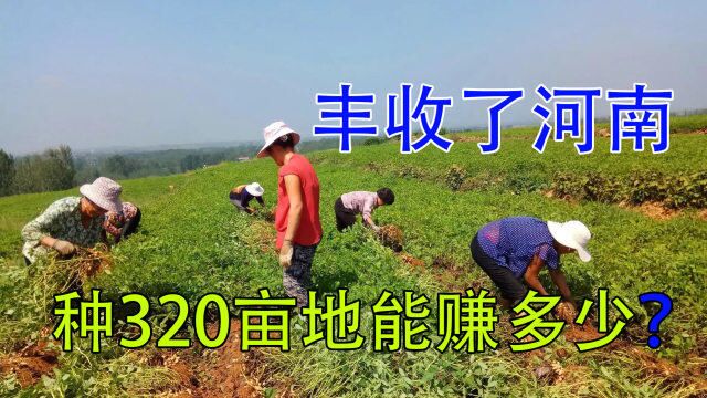 种320亩花生到底能赚多少钱?河南农民公开真实收入,看完别不信