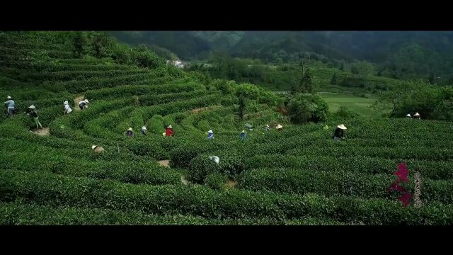 “中国名茶之都”在抖音、小红书、Bilibili三大平台上线!