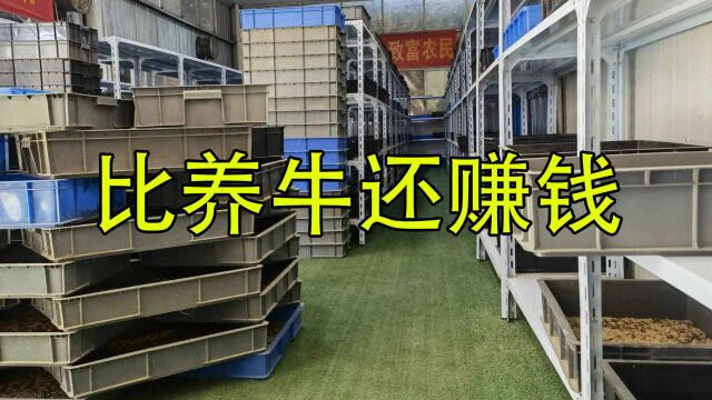 比养牛还赚钱,比养猪风险低,1斤卖65元, 年利润45万,新门路