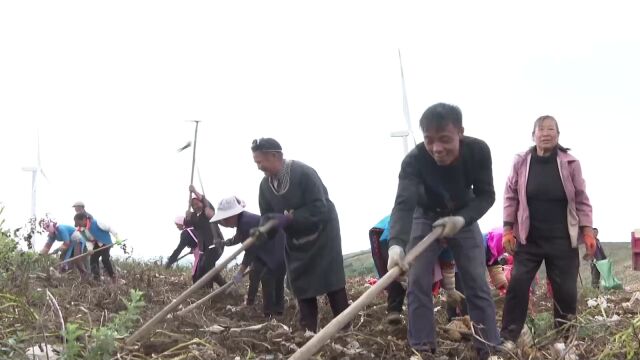 (电视通稿ⷥ›𝥆…ⷧ侤𜚩“中国南方马铃薯之乡”贵州威宁马铃薯喜获丰收