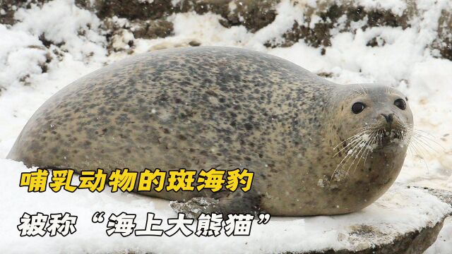 哺乳动物斑海豹,被称作“海上大熊猫”,你对他们了解多少?