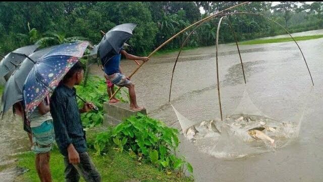 雨天最佳传统乡村渔文化在洪水中用网捕获的大鱼