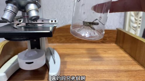 蚂蚱分解显微镜放大有寄生虫？