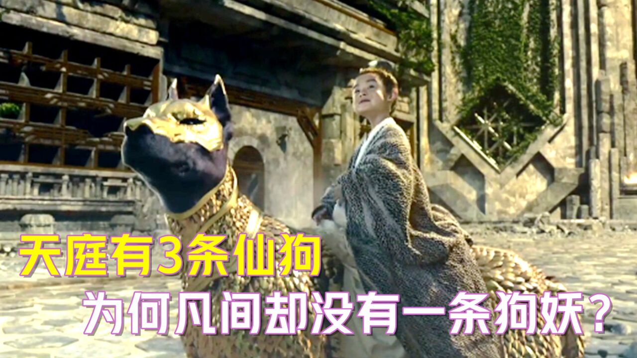 天庭有3条仙狗,为何凡间却没有一条狗妖?_腾讯视频