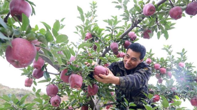 央视|花牛苹果喜丰收 优果优价销售旺