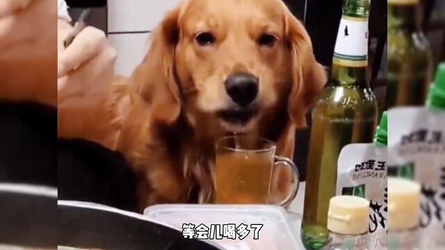 这羊狗里狗气的