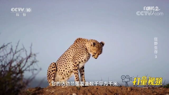 雌猎豹遇到了以前的女儿,但它们形同陌路!来看视频