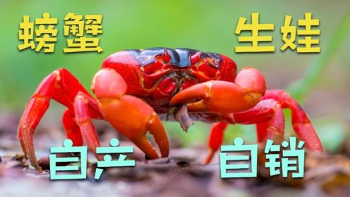 千万只红螃蟹迁徙产卵 累了就吃同伴和孩子 为了繁衍后代历经磨难