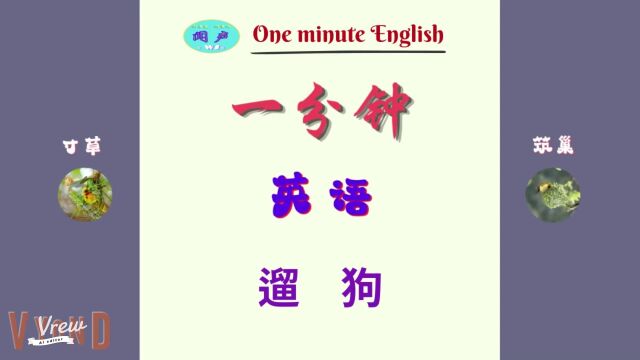 D78 遛狗 | 一分钟英语 | 英语学习 | Learn English | 英语口语 | Daily English Conversation