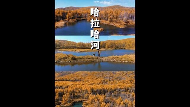 阿尔山|大家千万不要秋天来阿尔山,因为,我怕你会爱上这里,随便一处景点,都会被被治愈到!#阿尔山