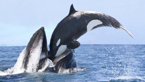 让大白鲨“闻风丧胆”的竟是逆戟鲸！