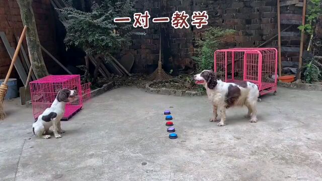 狗妈教学