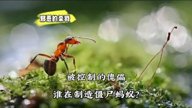 真实的僵尸事件,雨林蚂蚁的危机