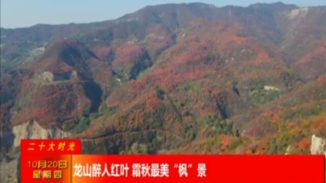 龙山醉人红叶,霜秋最美“枫”景