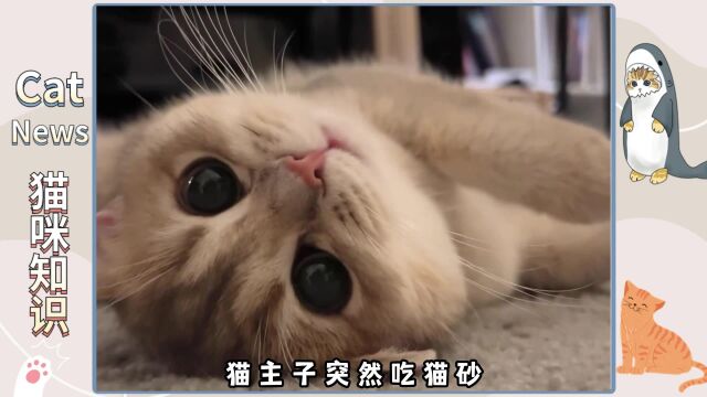 金渐层吃猫砂的原因有哪些?