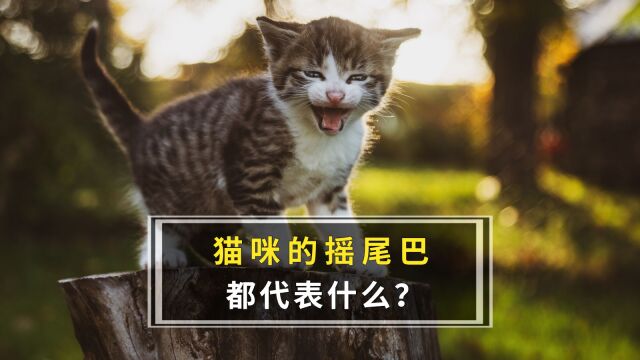 猫咪的摇尾巴都代表什么?