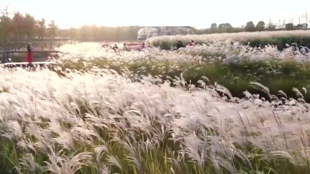 江苏句容:芦花似雪舞清秋