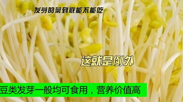 发芽的菜到底能不能吃,现在为你解答,以后不要吃错东西了哦