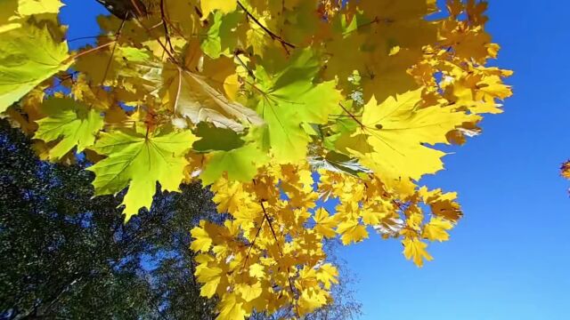 节气之书 | 霜降:人间至此秋色尽,草木摇落露为霜