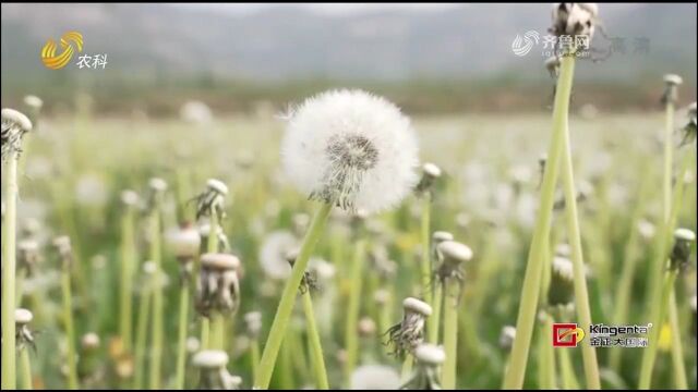 这款蒲公英茶不一般,有浓浓糯米香味,喝一口回味无穷