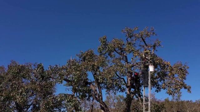 迁安:百年酸梨树 果香飘满山